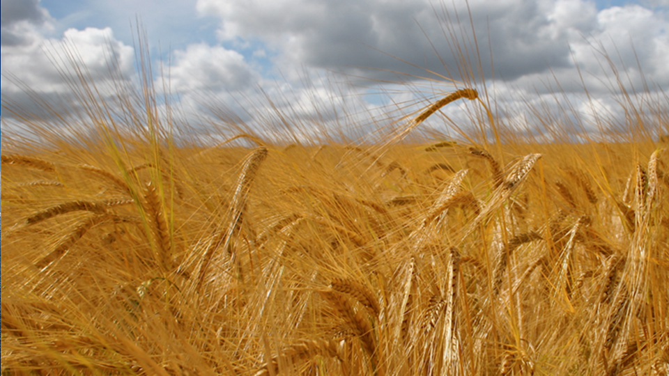 Barley Malt: The Heart of The Flavor