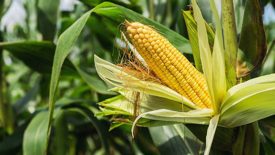 Corn Syrup: All For The Yeast