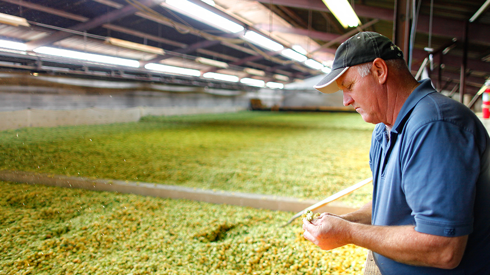 Hop Extract: Bring On Great Taste