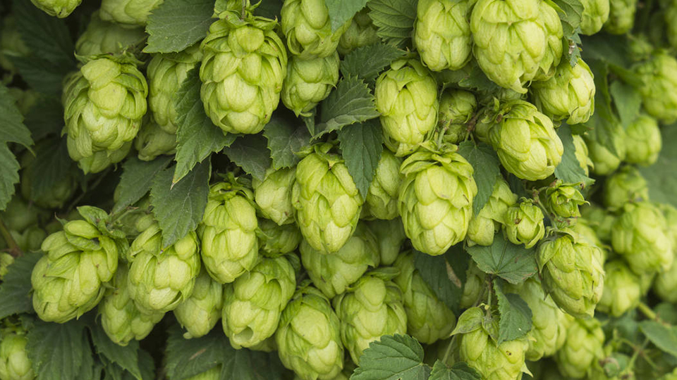 Houblon